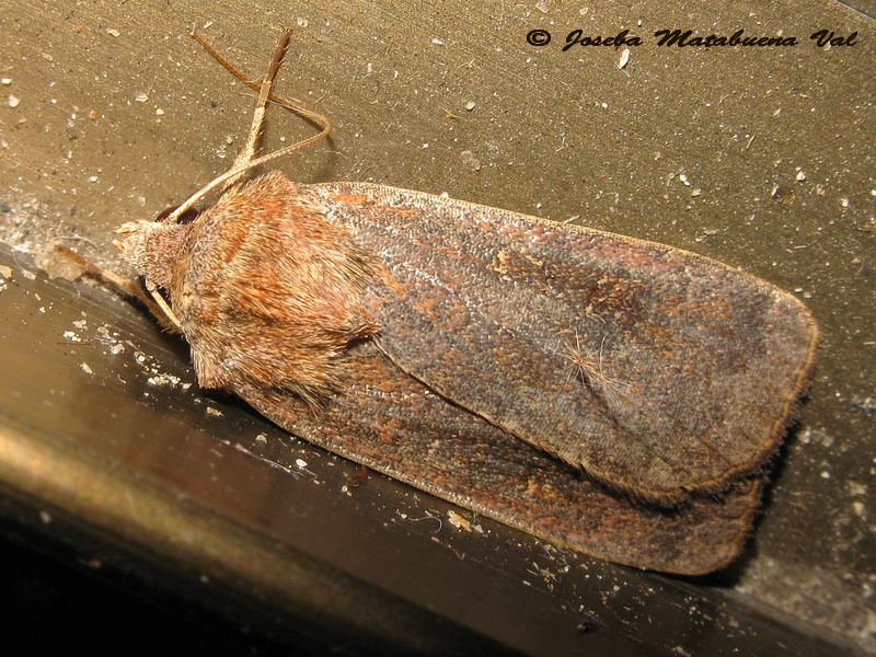 Noctuidae da id.